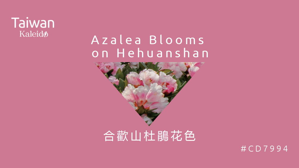 ▌本週精選：合歡山杜鵑花色 Azalea Blooms on Hehuanshan #CD7994